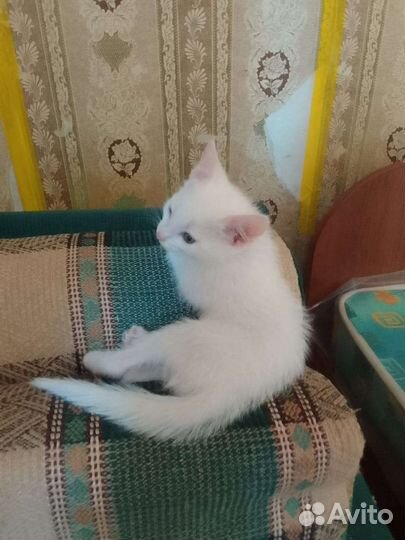 Котята бесплатно