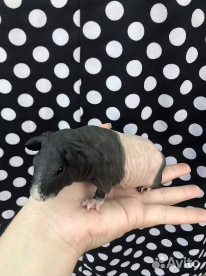 Морская свинка скинни