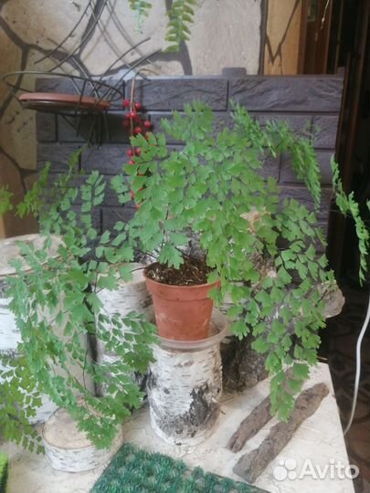 Адиантум Венерин Волос