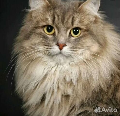 Передержка кошек