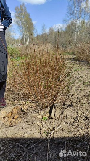 Жасмин, гортензия