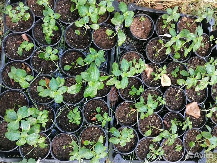 Саженцы Гортензии гибр. Сбежавшая невеста доставка