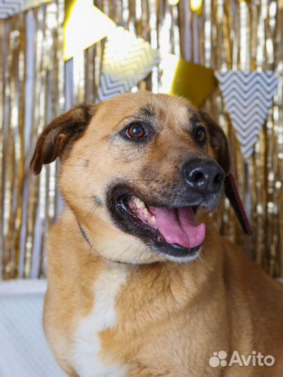 Собака ищет дом