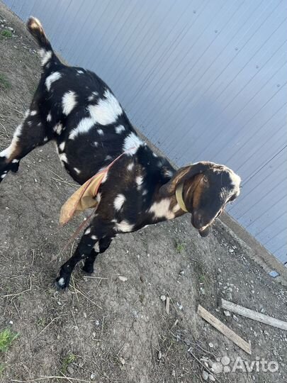 Чистопородные англо нубийские козлик и козочка