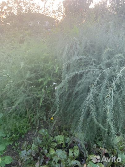 Аспарагус садовый для цветочного магазина