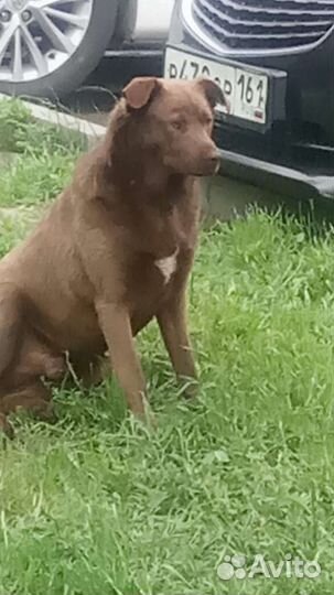 Шикарный кобель в добрые руки