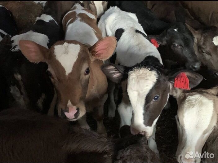 Телята мясной породы бычки