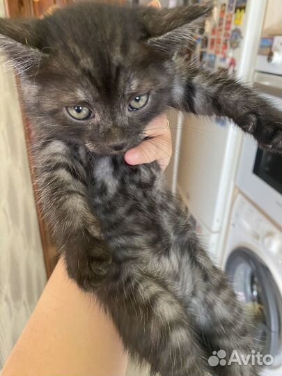 Кошки в добрые руки бесплатно