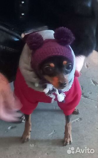 Одежда для собак мелких пород