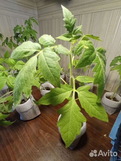 Рассада низкорослых томатов и баклажанов