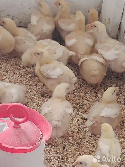 Цыплята бройлеры