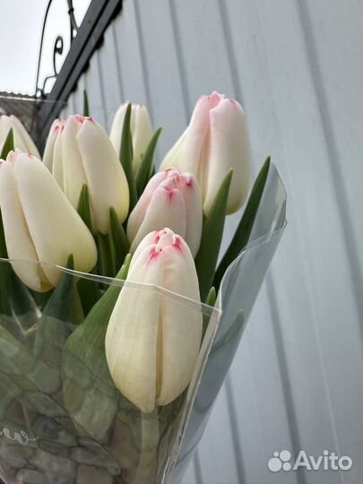 Луковицы тюльпан после выгонки