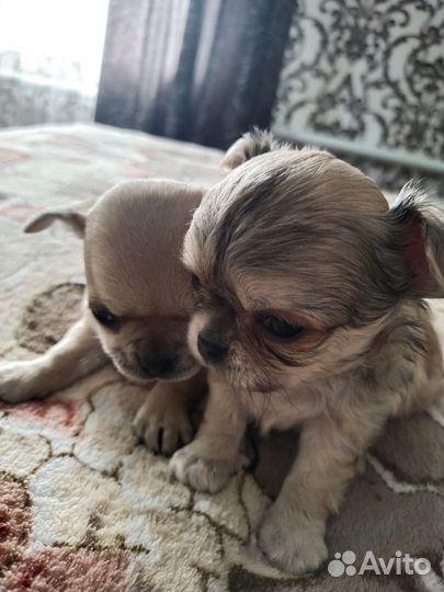 Щенки чихуахуа