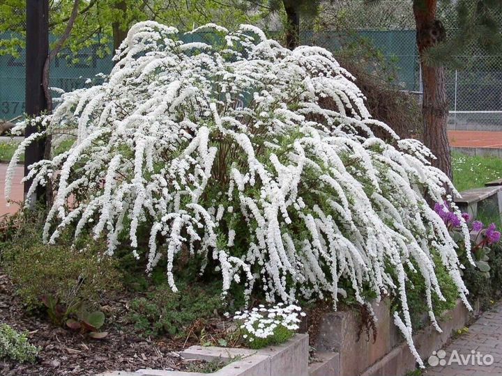 Спирея серая грефшейм