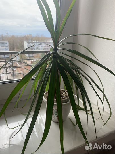 Пальма драцена