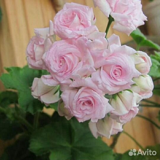 Герань сортовая