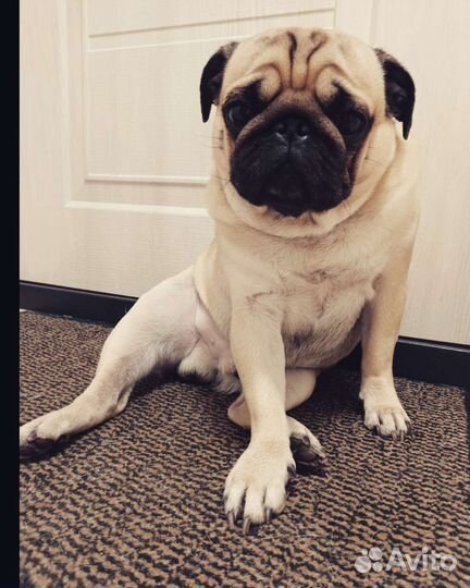 Вязка Мопс кобель