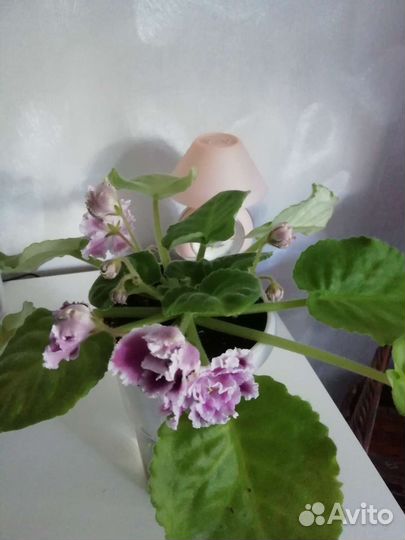 Глоксиния махровая, фиалка