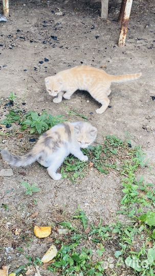 Продам котят вислоухих