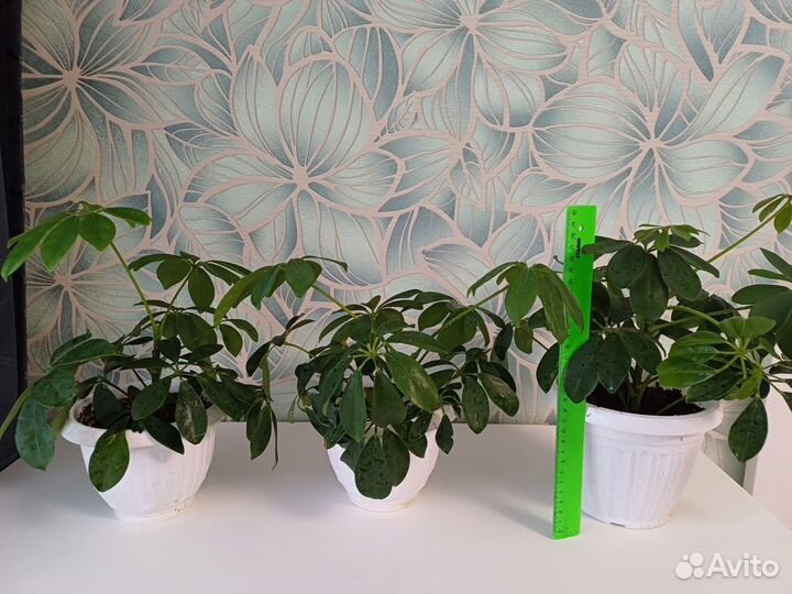 Комнатные цветы шефлера