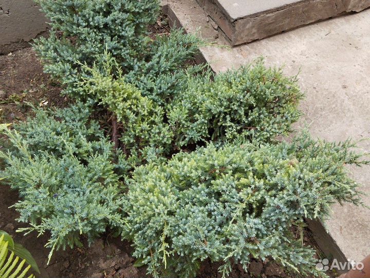 Можжевельник