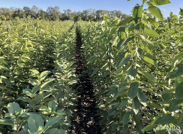 Саженцы Яблоня Черешня Груша