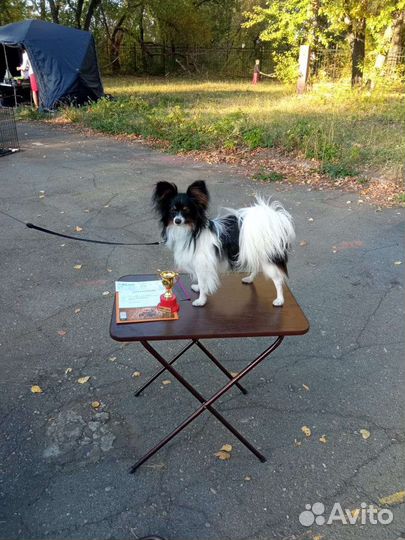 Вязка папийон