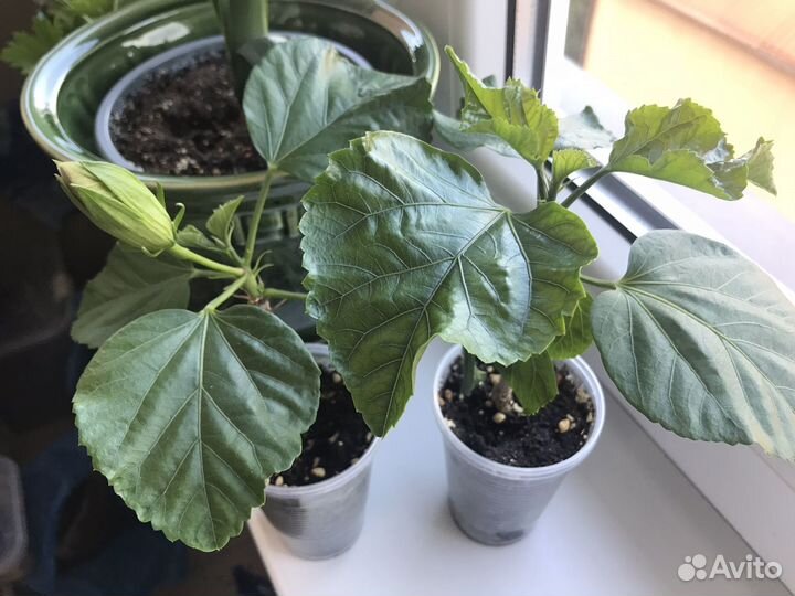 Сортовой гибискус Togetherness, черенок