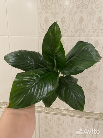 Спатифиллум Мун шадоу