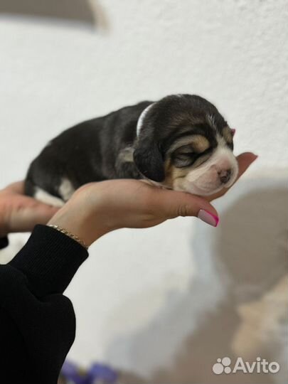 Щенки бигль