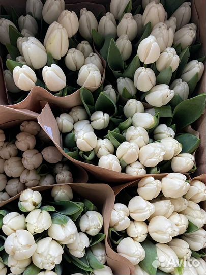 Цветы тюльпаны