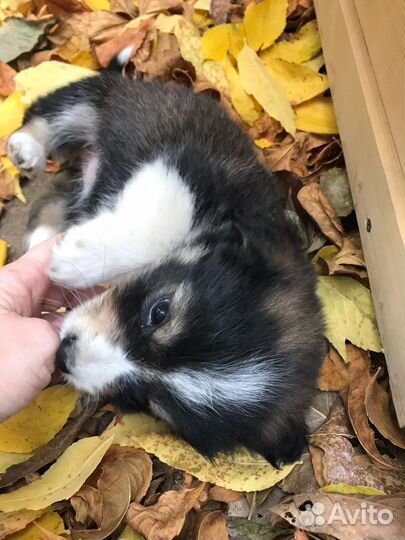 Малышка Нюша