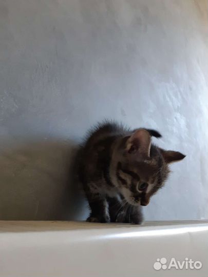 Котенок в добрые руки