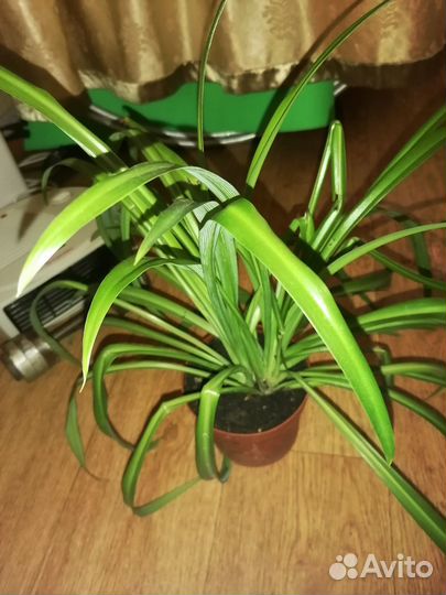 Цветы горшечные домашние