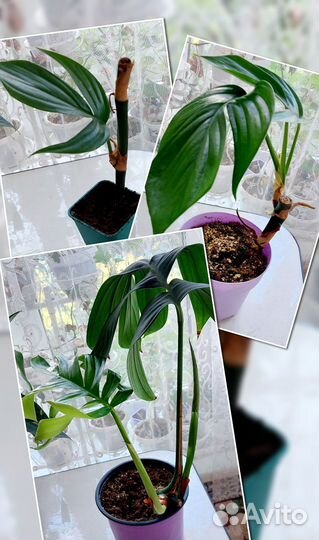 Комнатные растения,подарок,монстера,фикус,маранта