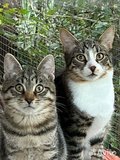 Два шикарных парня ищут дом