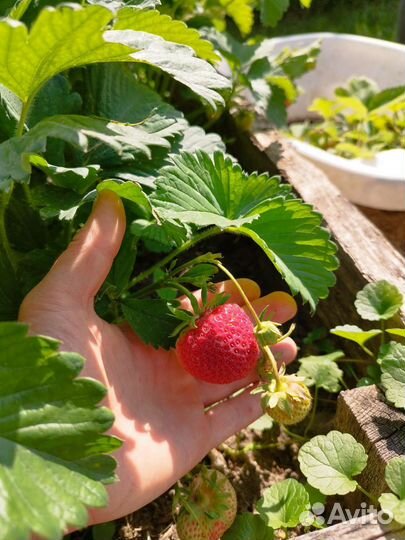 Рассада клубники