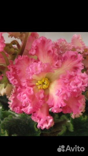 Набор фиалок