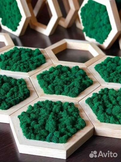 Мох в сотах