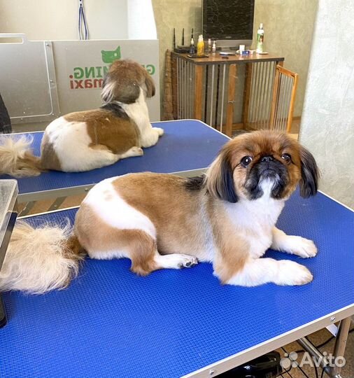 Стрижка Йорков / стрижка собак / груминг / грумер