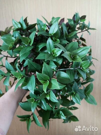 Традесканции в горшках