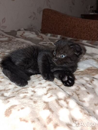 Котята в добрые руки бесплатно