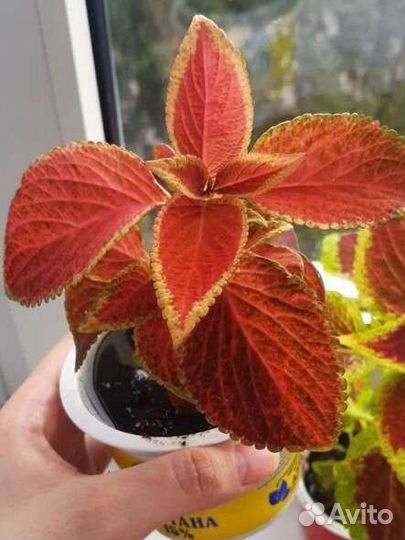 Колеусы Блюме