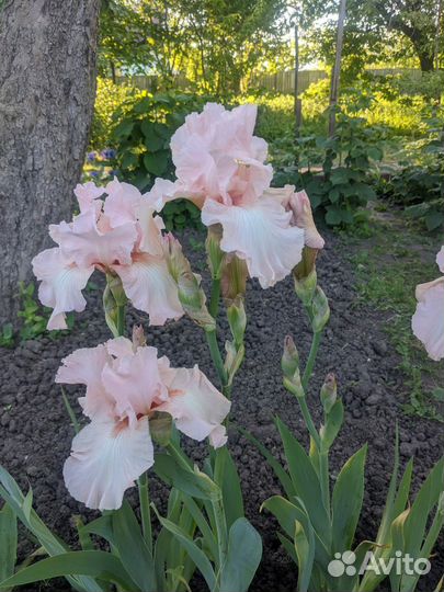 Ирисы сортовые