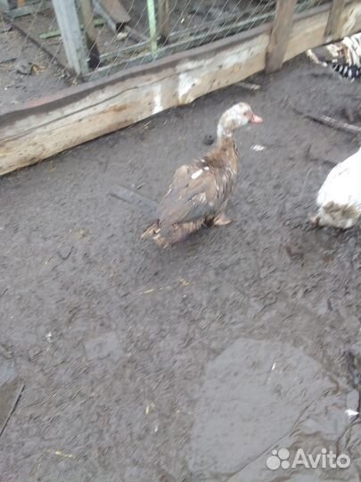 Мускусные утки