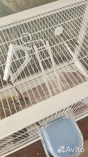 Амадины с клеткой