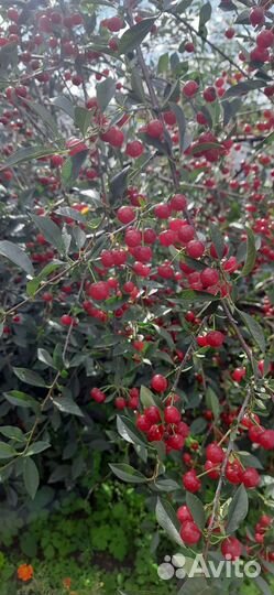 Вишня ягода свежая