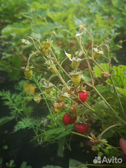 Рассада земляники: красной и белой