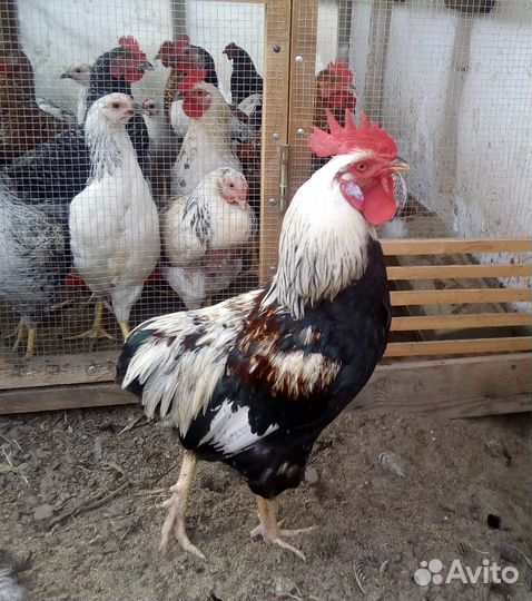 Породные куры