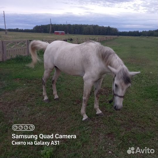 Лошади пром кабылу 10 лет